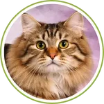Caico-cat-01