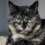 Calico-cat-The-Diva-Queen-150x150