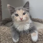Calico-cat-The-Energetic-Adventurer-150x150