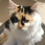 Calico-cat-The-Sassy-Independent