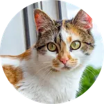 Calico-cat-picture-01