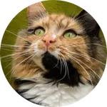 Calico-cat-picture-02