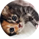 Calico-cat-picture-03
