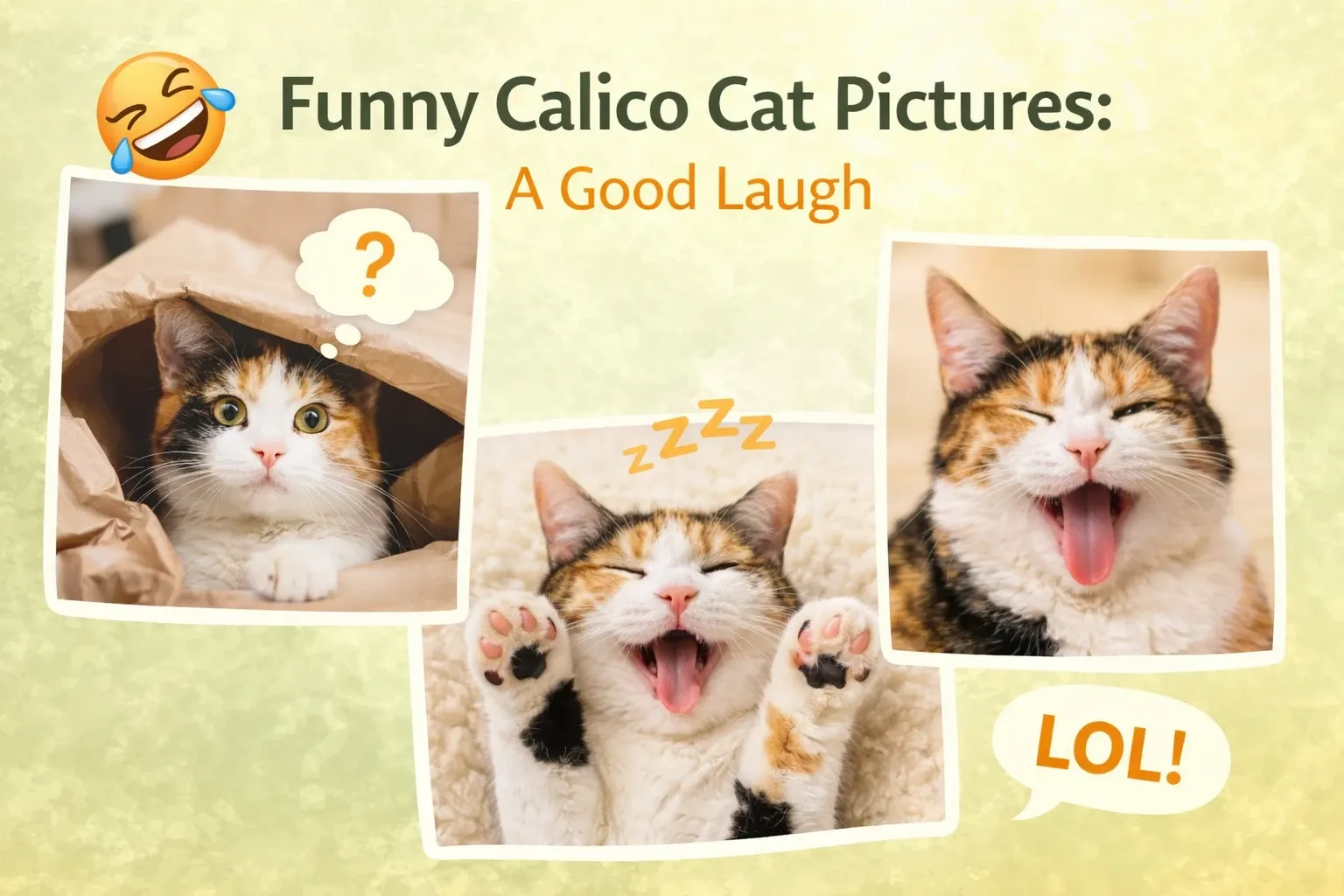 Funny Calico Cat Pictures A Good Laugh