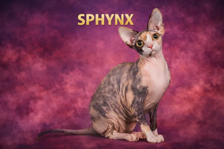 SPHNYX