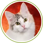 calico-cat-02