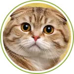 calico-cat-03