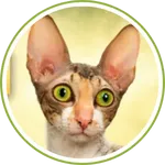 calico-cat-04