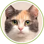 calico-cat-05