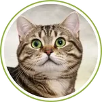 calico-cat-06