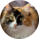 calico cat