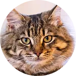tabby (1)