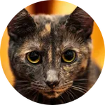 tortoiseshell (1)